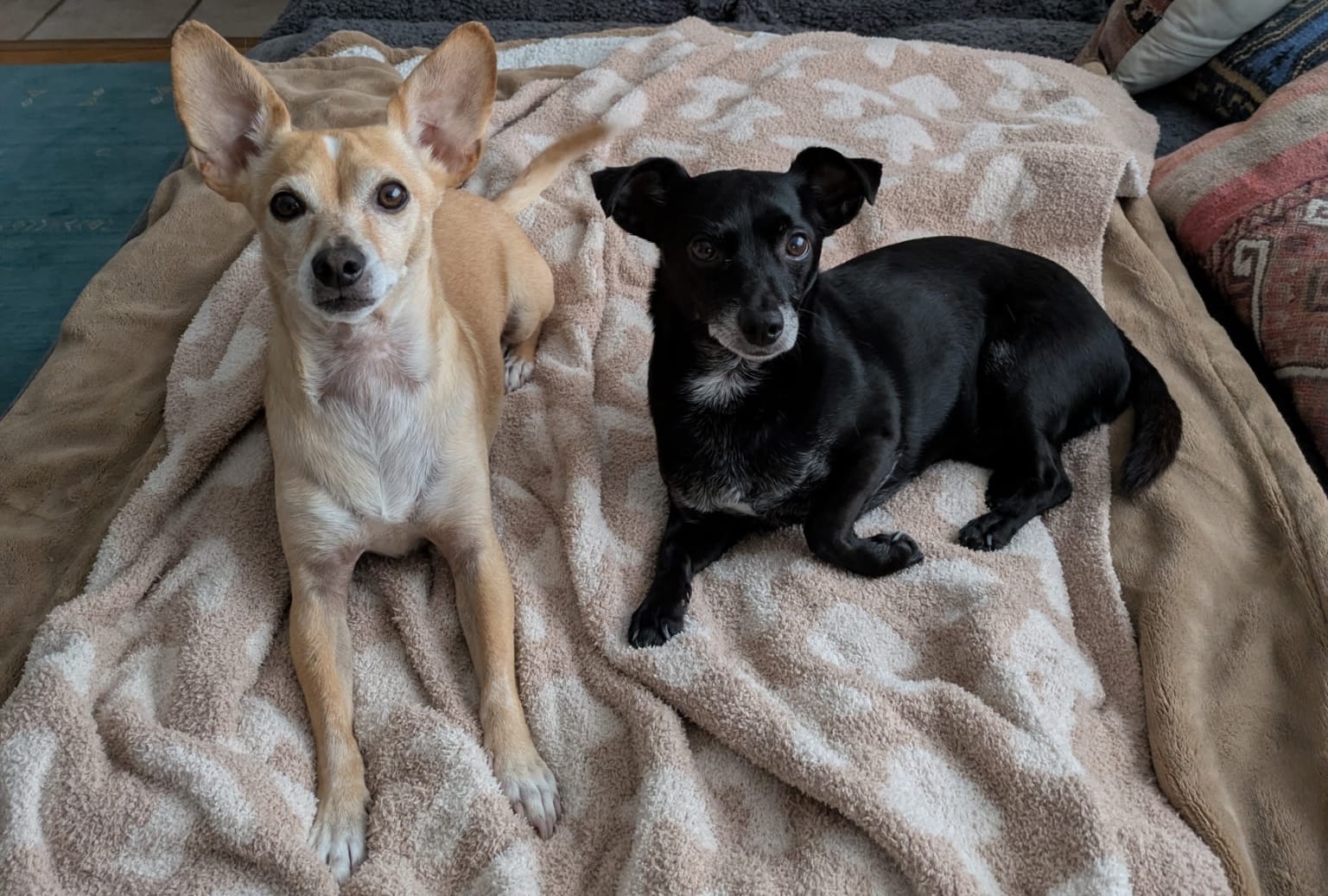 Benny and Nico, the team chihuahuas